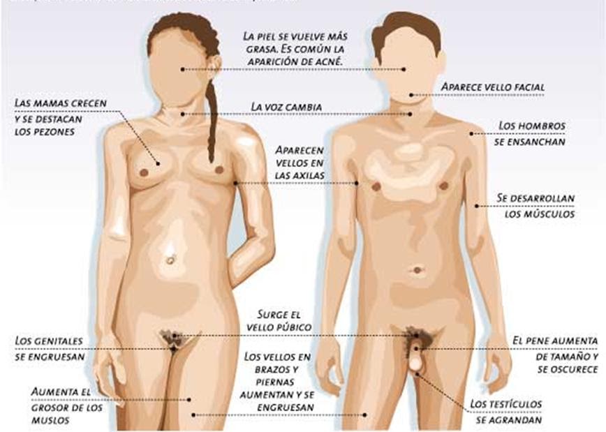 Resultado de imagen de cambios fisicos en la pubertad