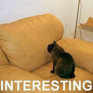 Interesting- funny cat pic - Photo picture