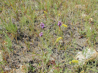 natural vegetation, Colorado grassland