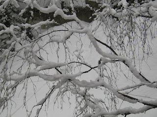 Snow - Tree - Bariloche - Argentina