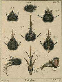 book illustration of insects