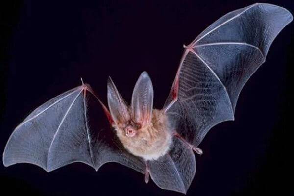 حقائق ومعلومات رائعة غير معروفة عن الخفافيش