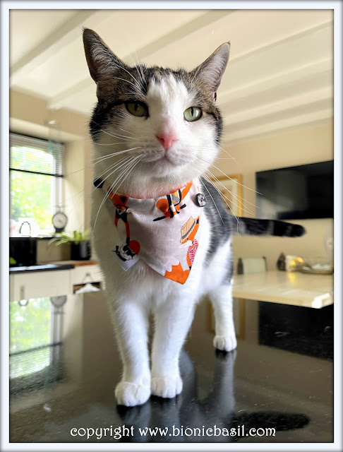 The BBHQ Midweek News Round-Up ©BionicBasil® Melvyn Modelling The Got A Foxy Feeling Bandana