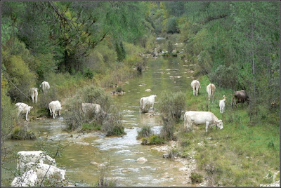 Ganado bovino en el Río Escabas