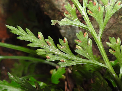 Sori & indusium of Asplenium ritoense