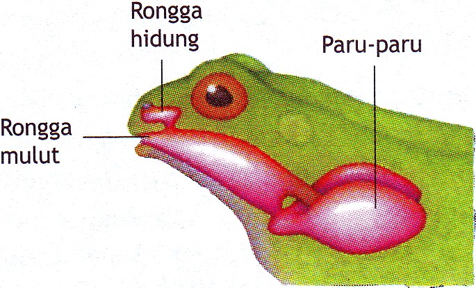 Sistem Pernapasan Pada Amfibi  dan Reptil Biologi Edukasi 