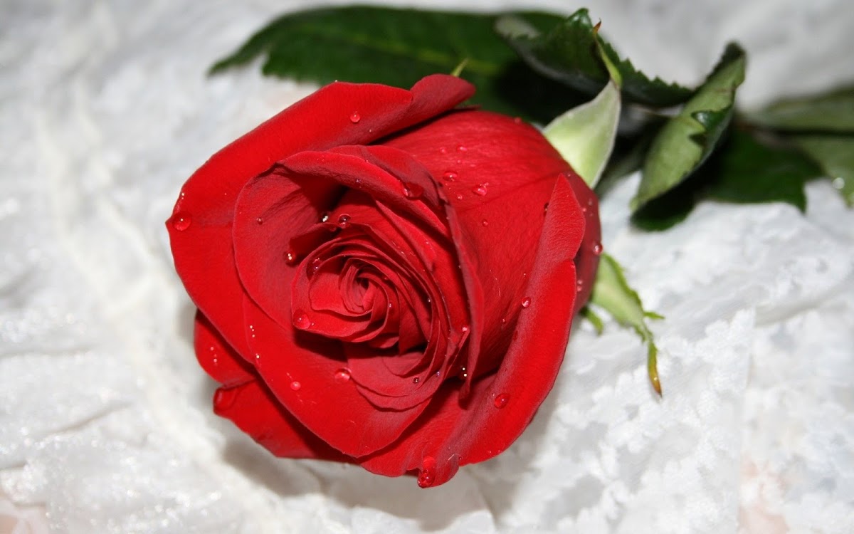 Red Rose Widescreen HD Wallpaper 6