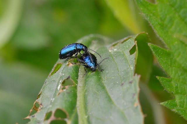 Altica oleracea