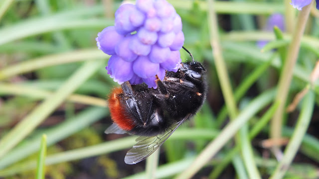 Red Tailed Bumblebee queen