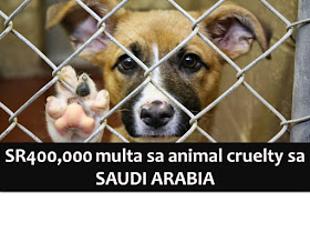 The warning has been raised in Saudi Arabia regarding torturing of animals.  This is after videos of people abusing animals spread in social media like WhatsApp, SnapChat, and Twitter.  Ahmed Al-Bouq, director general of Prince Saud Al-Faisal Center for Wildlife Research in Taif, has warned the public that torturing animals could lead to a fine up to SR400,000. Al-Bouq said such incidents are rare and uncharacteristic and committed by individuals who lack religious and moral values. 