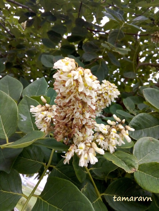 Маакия амурская (Maackia amurensis)