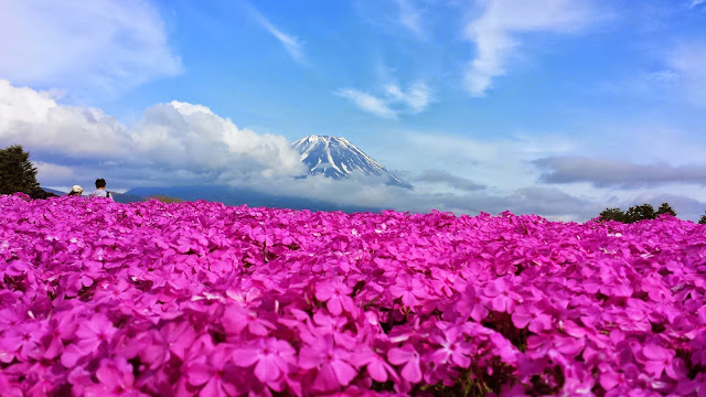 芝桜