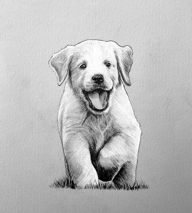 02-Happy-puppy-Animal-Drawings-Jonny-Seymour-www-designstack-co