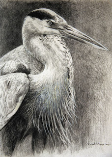 Great Blue Heron Portrait, 2005