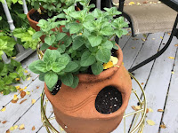 mint in a clay pot