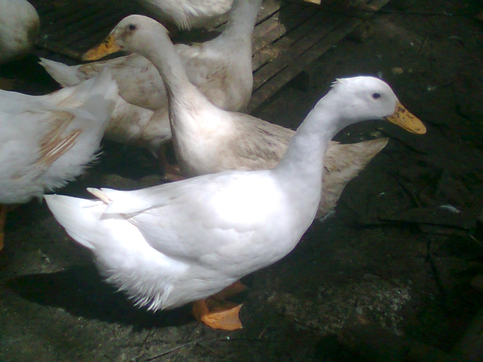 tepung masih Analisa peluang usaha ternak ayam bangkok cara Jika anda ingin menge a usaha an ternak ayam bangkok ini ada baiknya anda belajar