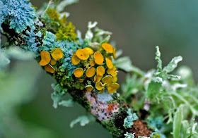 Lichens