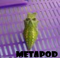 [metapod.png]