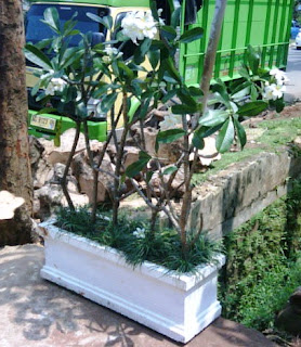 Sentra Tanaman Hias Graha Raya Bintaro Menanam Pohon 