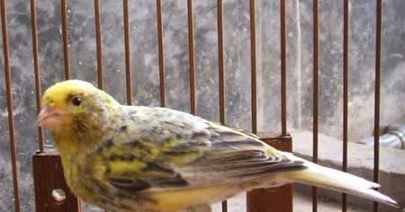 Download Suara Masteran Burung Kenari Lizard Mp3
