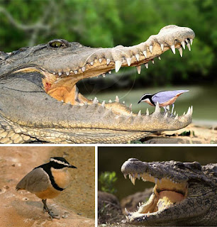 Foto Simbiosis mutualisme antara buaya dan burung plover