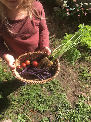 cueillette d'automne, haricot, tomate, carotte