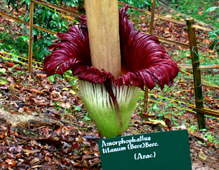 Bunga Bangke Kebun Raya Bogor