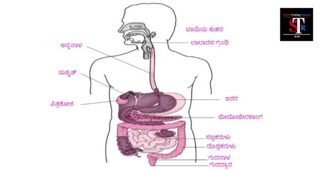 kseeb solutions for class 7 science chapter 2  Nutrition in Animals-ಪ್ರಾಣಿಗಳಲ್ಲಿ ಪೋಷಣೆ