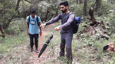 Forest,Wildlife,Green Vine Snake