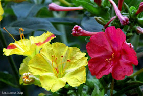 mirabilis jalapa