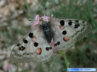 Apollon - Parnassius apollo 