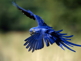 flying Hyacinth Macaws picture