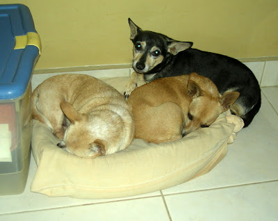 Honduran chihuahuas