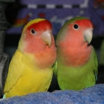 Lovebirds