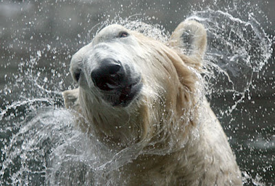 Polar bear in Point Defiance Zoo and Aquarium