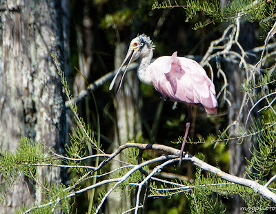 Roseate Spoonbill perched on a tree branch photo by mbgphoto