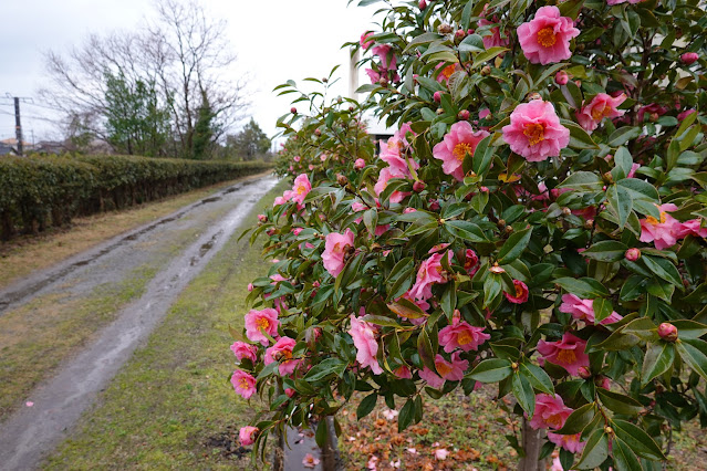 鳥取県米子市 どらドラパーク米子 サザンカ（山茶花）