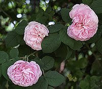 Rose antiche. Foto di Andrea Mangoni.