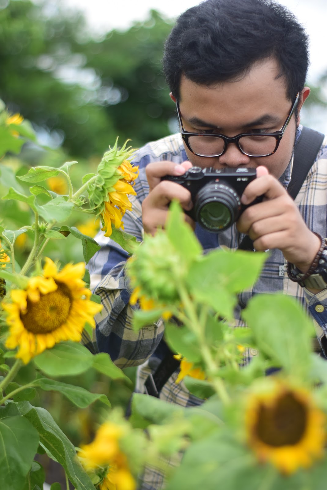 Spot Wisata Baru di Jogja  Taman Bunga  Matahari  