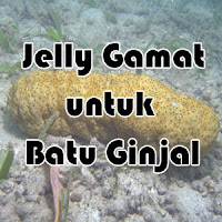 Jelly Gamat untuk Batu Ginjal