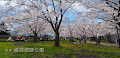 [岩手] 盛岡城址公園の桜は石垣に映える！