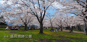 [岩手] 盛岡城跡公園の桜は石垣に映える！