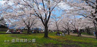 盛岡城址公園の桜は石垣に映える！