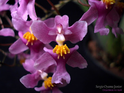 Orquídea Oncidium ornithorhynchum