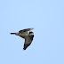 9月11日絵鞆半島の渡り鳥