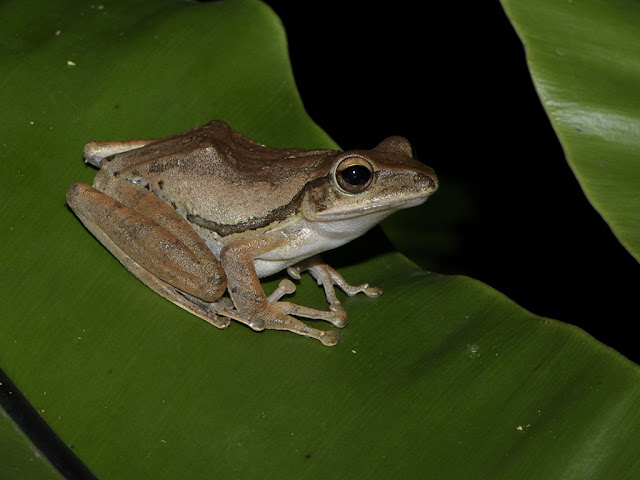 Four-lined Tree Frog - Polypedates leucomystax