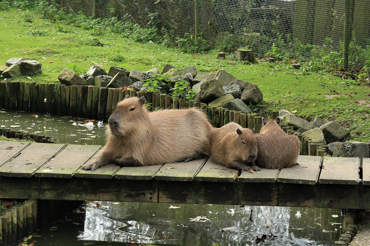 A mother Capybara and her children