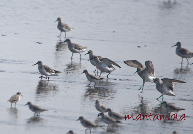 Curlew Sandpipers (Calidris ferruginea)