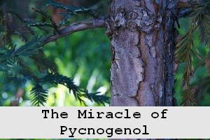 https://foreverhealthy.blogspot.com/2012/04/pycnogenol-miracle-anti-aging.html