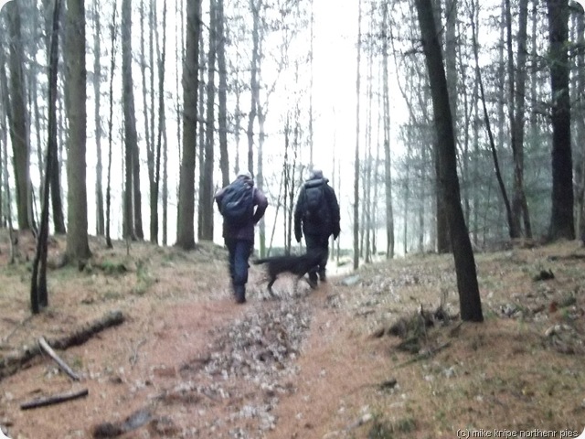 through the woods damply